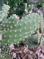 Image of Opuntia puberula Pfeiff.