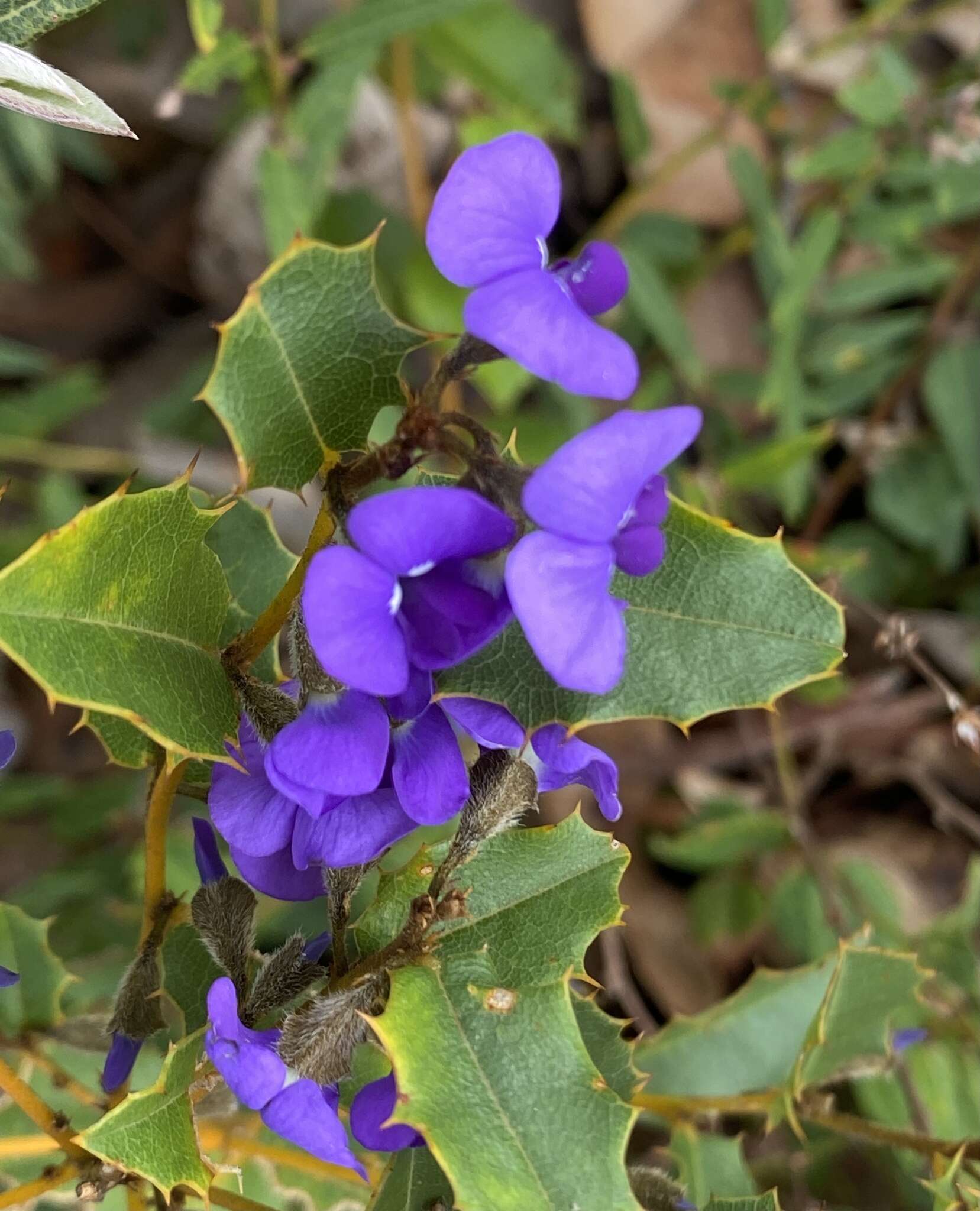 Image of Holly-leaved Hovea