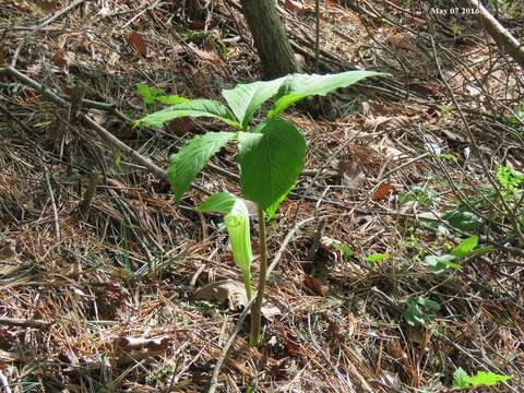 Image of Arisaema amurense Maxim.