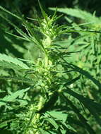 Image of marijuana