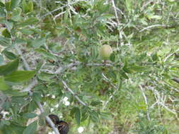 Imagem de Prunus minutiflora Engelm.