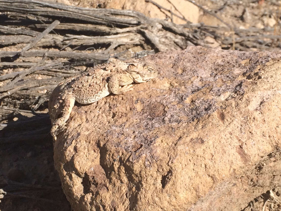 Image of Desert Horned Lizard