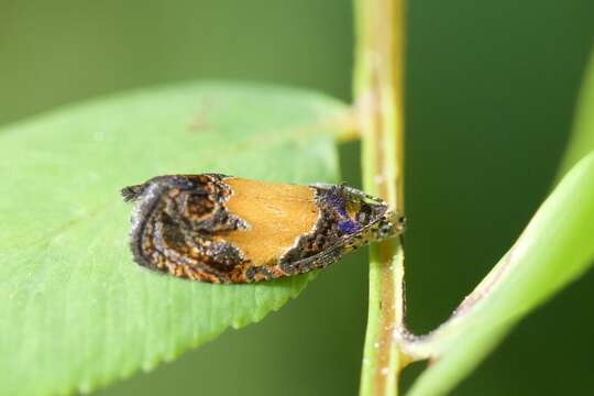 Olethreutes osmundana Fernald 1879 resmi