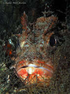 Image of Barbfish