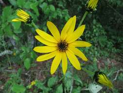 Image of purpledisk sunflower