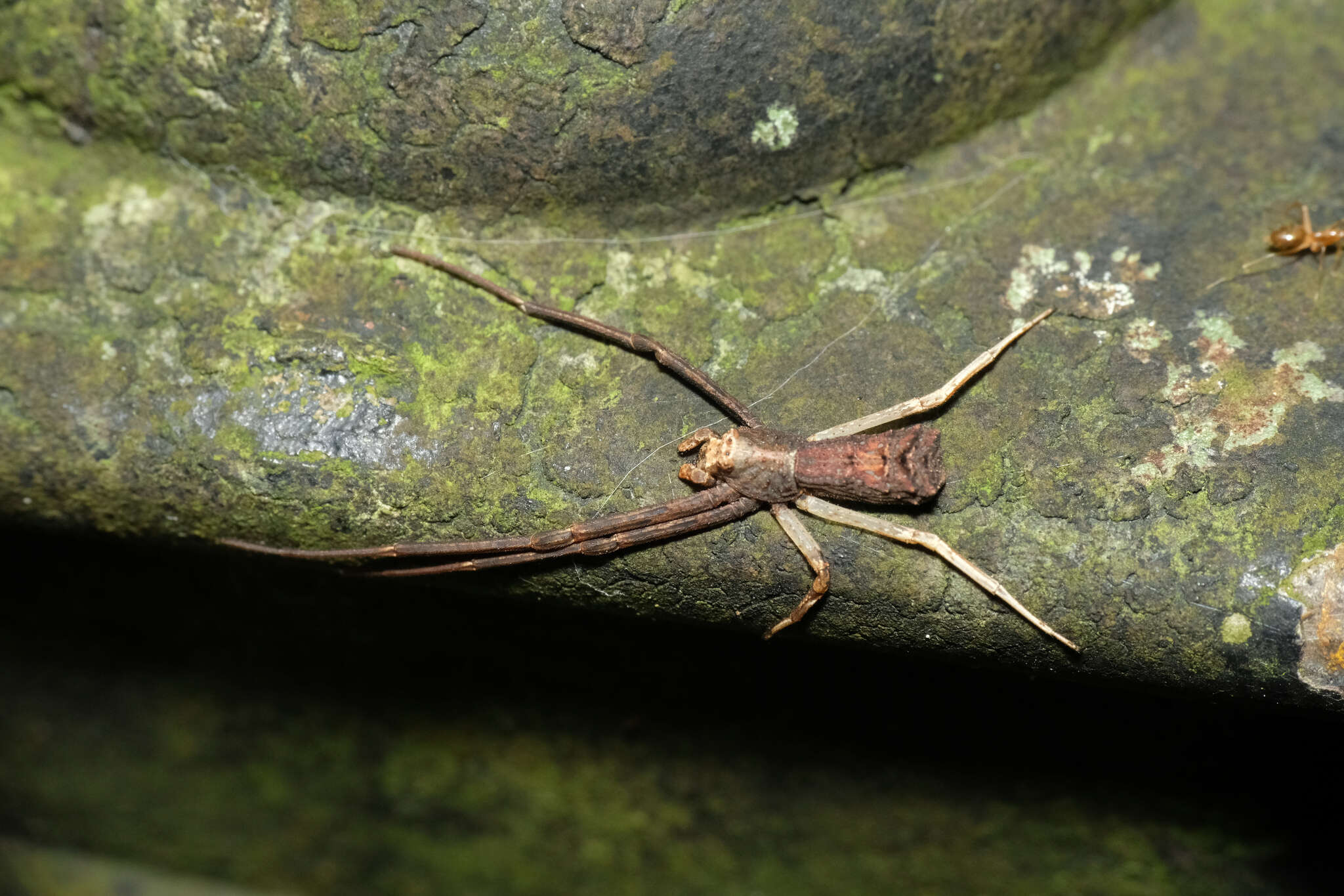 Sivun Simorcus asiaticus Ono & Song 1989 kuva