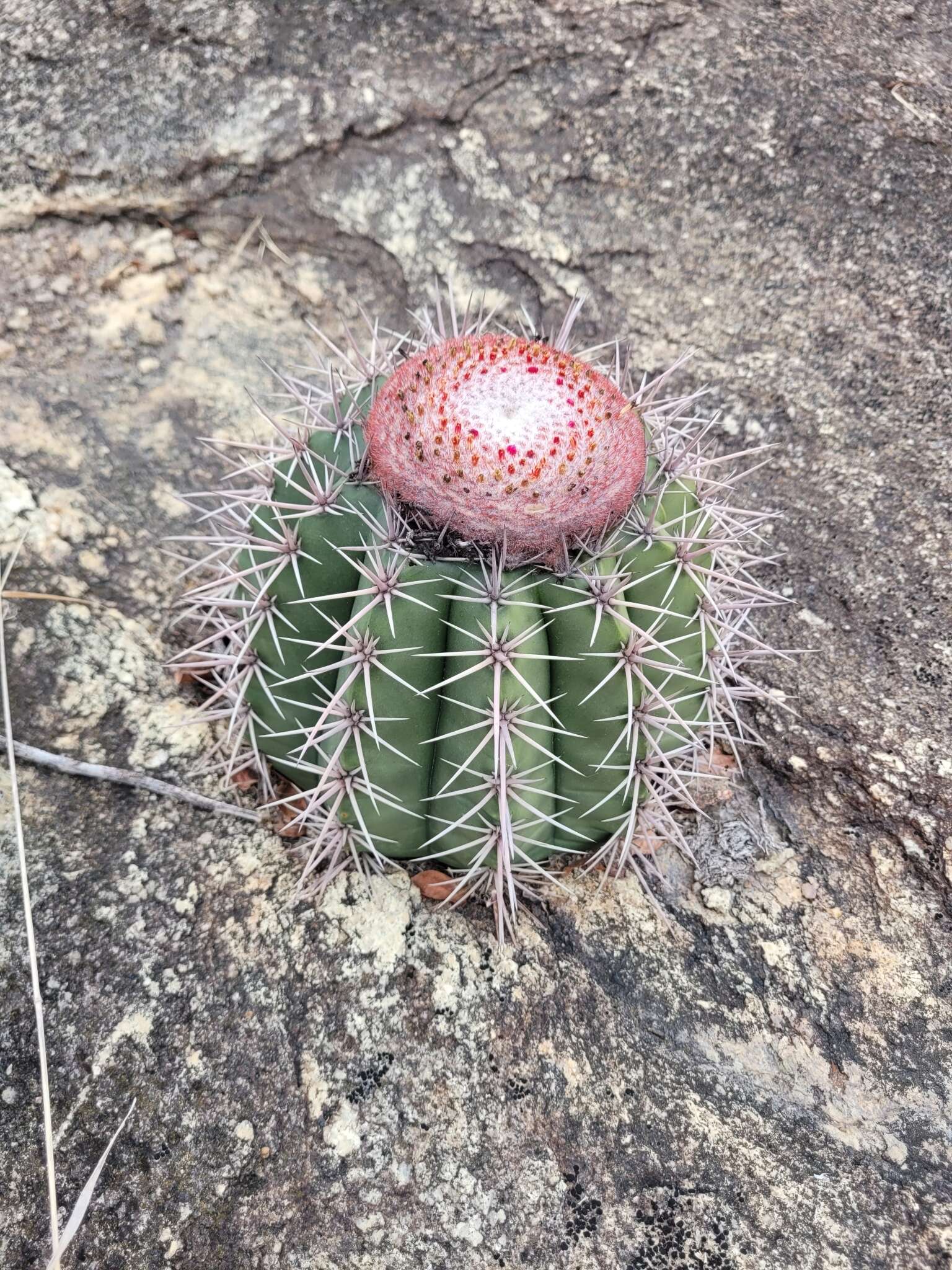 Imagem de Melocactus bahiensis subsp. amethystinus (Buining & Brederoo) N. P. Taylor