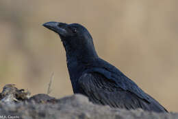 Imagem de Corvus rhipidurus Hartert 1918