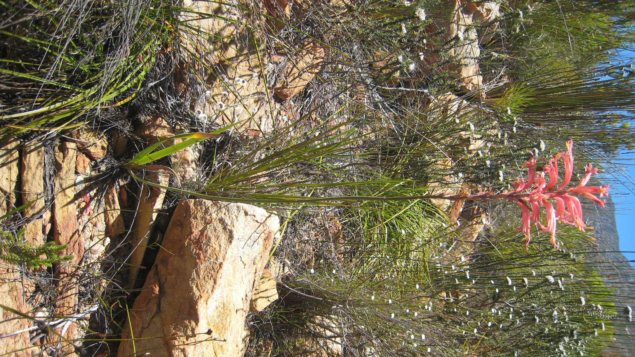 Image of Mountain pipes