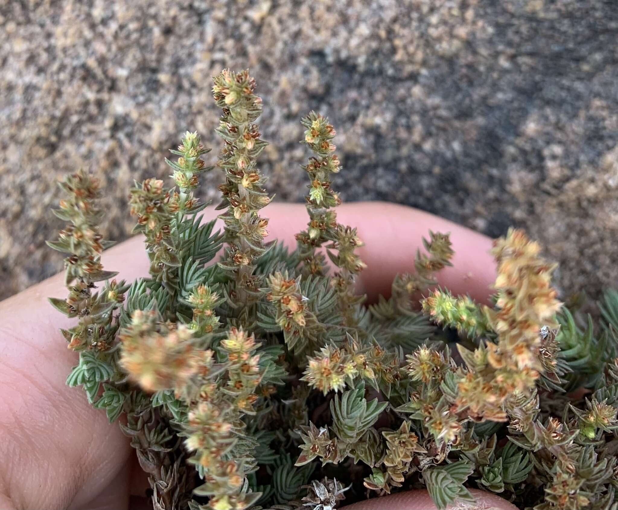 Слика од Crassula lanceolata subsp. lanceolata