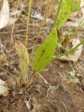 Imagem de Tolpis umbellata Bert.