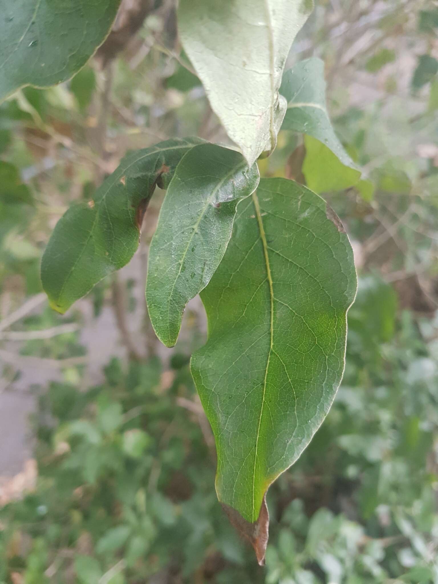 Image of Coprosma macrocarpa Cheeseman