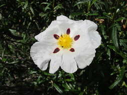 Image of common gum cistus