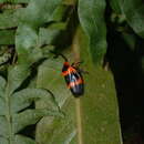 Image of Maxantonia mylabroides (Fowler 1897)