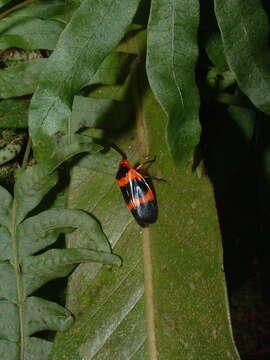 Imagem de Maxantonia mylabroides (Fowler 1897)