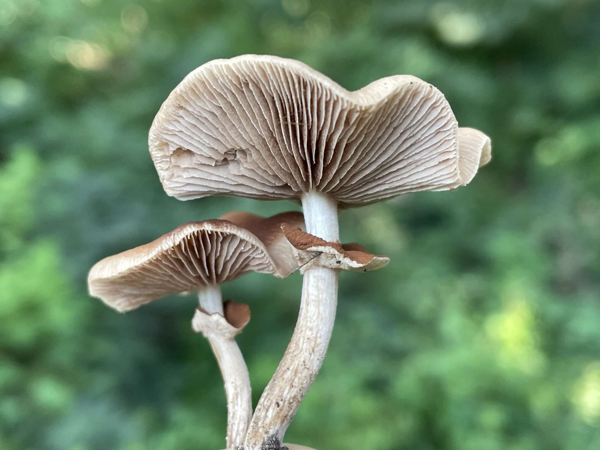 Image of Cyclocybe cylindracea (DC.) Vizzini & Angelini 2014