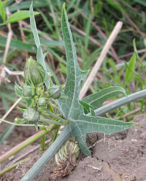 Image of Coccinia sessilifolia var. sessilifolia