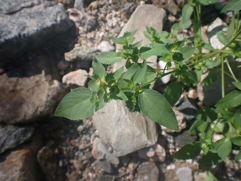 Imagem de Acalypha neomexicana Müll. Arg.