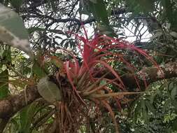 Imagem de Tillandsia brachycaulos Schltdl.