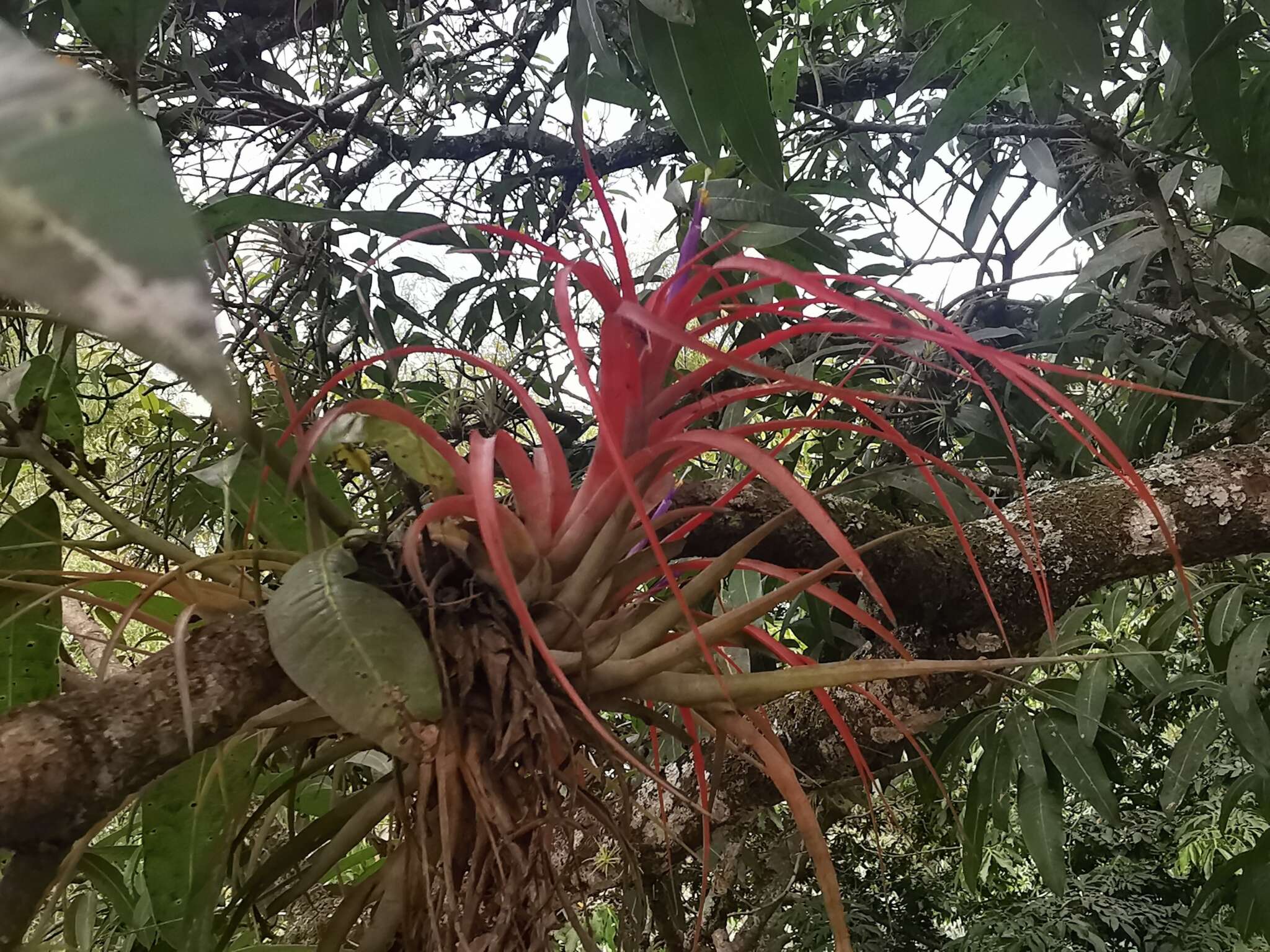 Imagem de Tillandsia brachycaulos Schltdl.