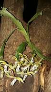 Image of Catasetum lanciferum Lindl.