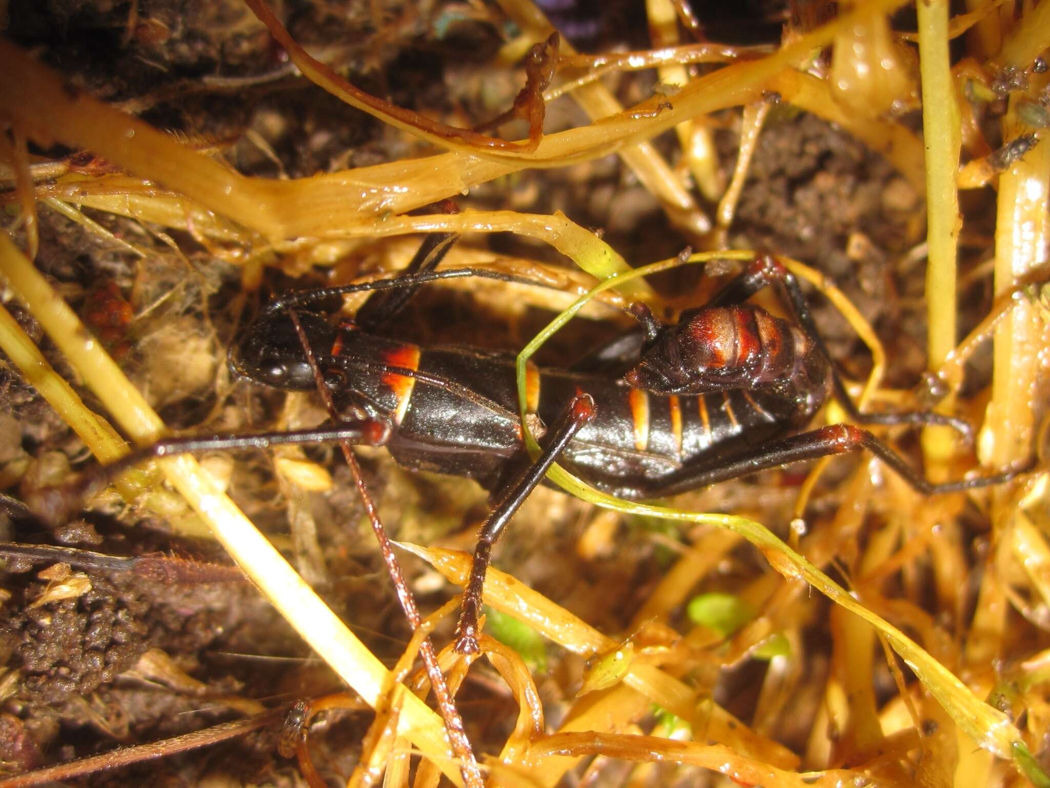 Image of Monticomorpha flavolimbata (Redtenbacher 1906)