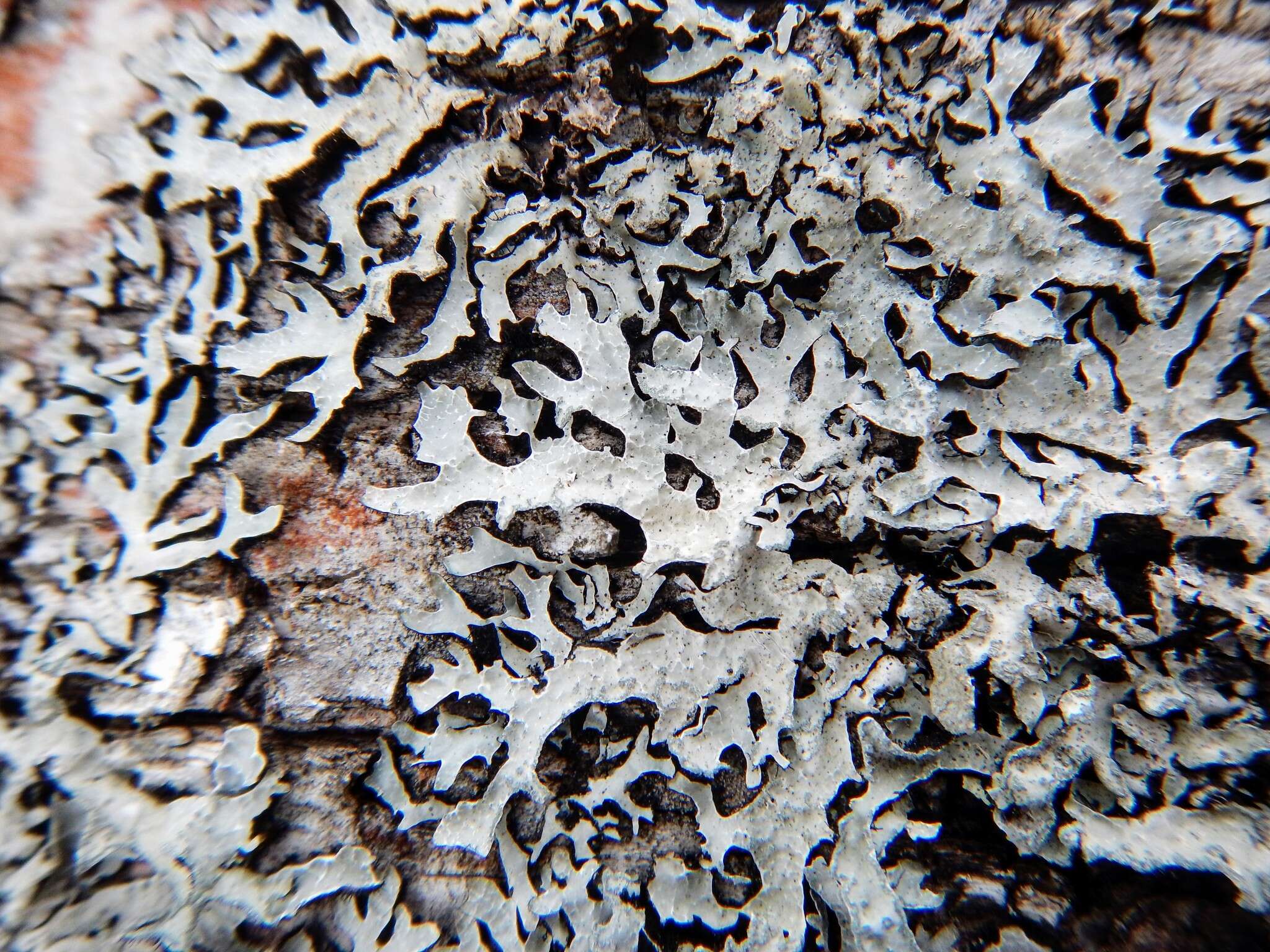 Image of Hammered shield lichen