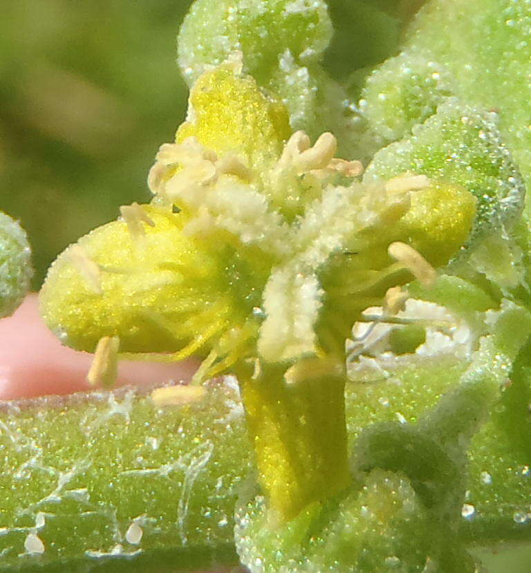 Image of Tetragonia decumbens Mill.