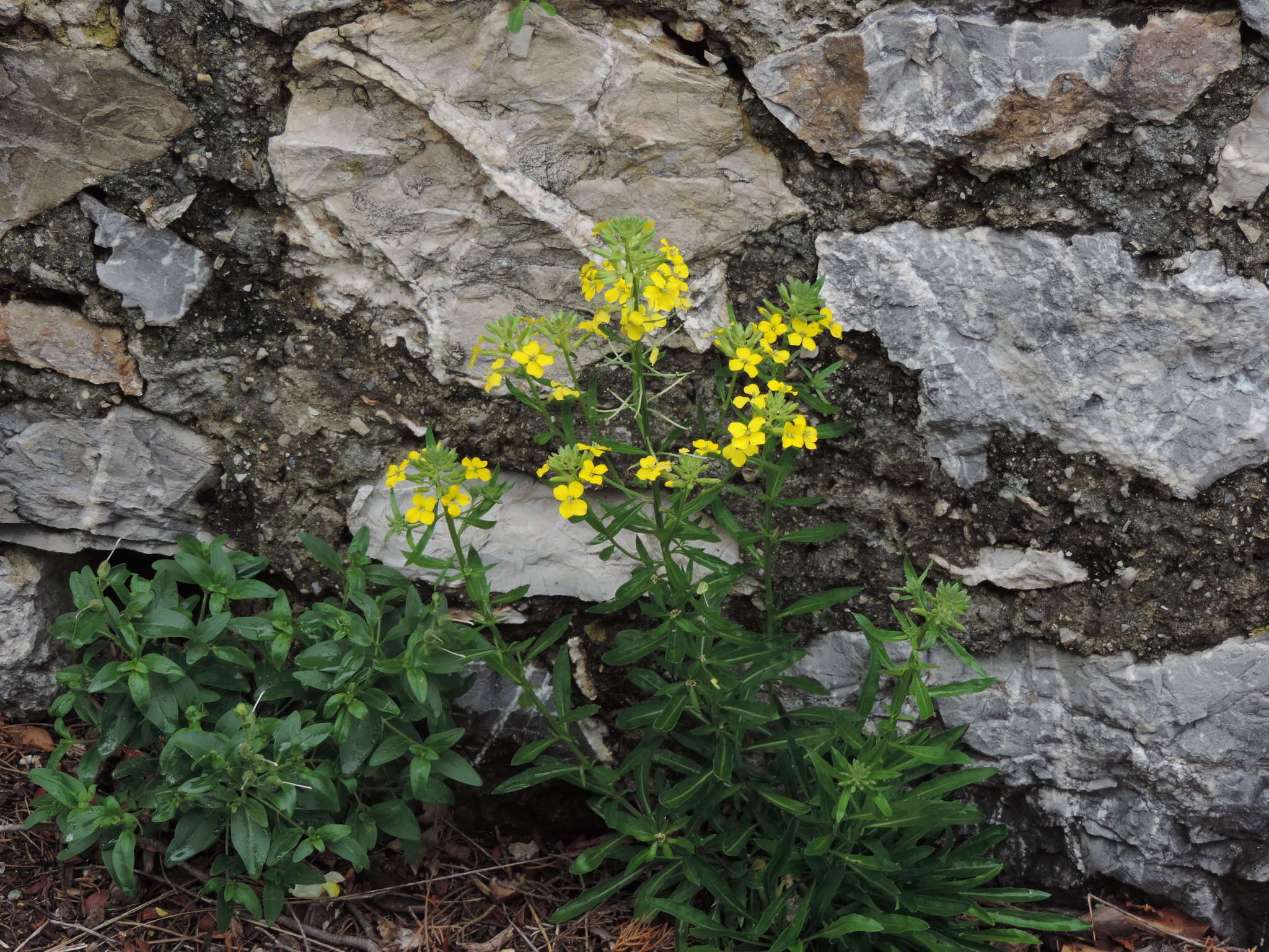 صورة Erysimum maremmanum