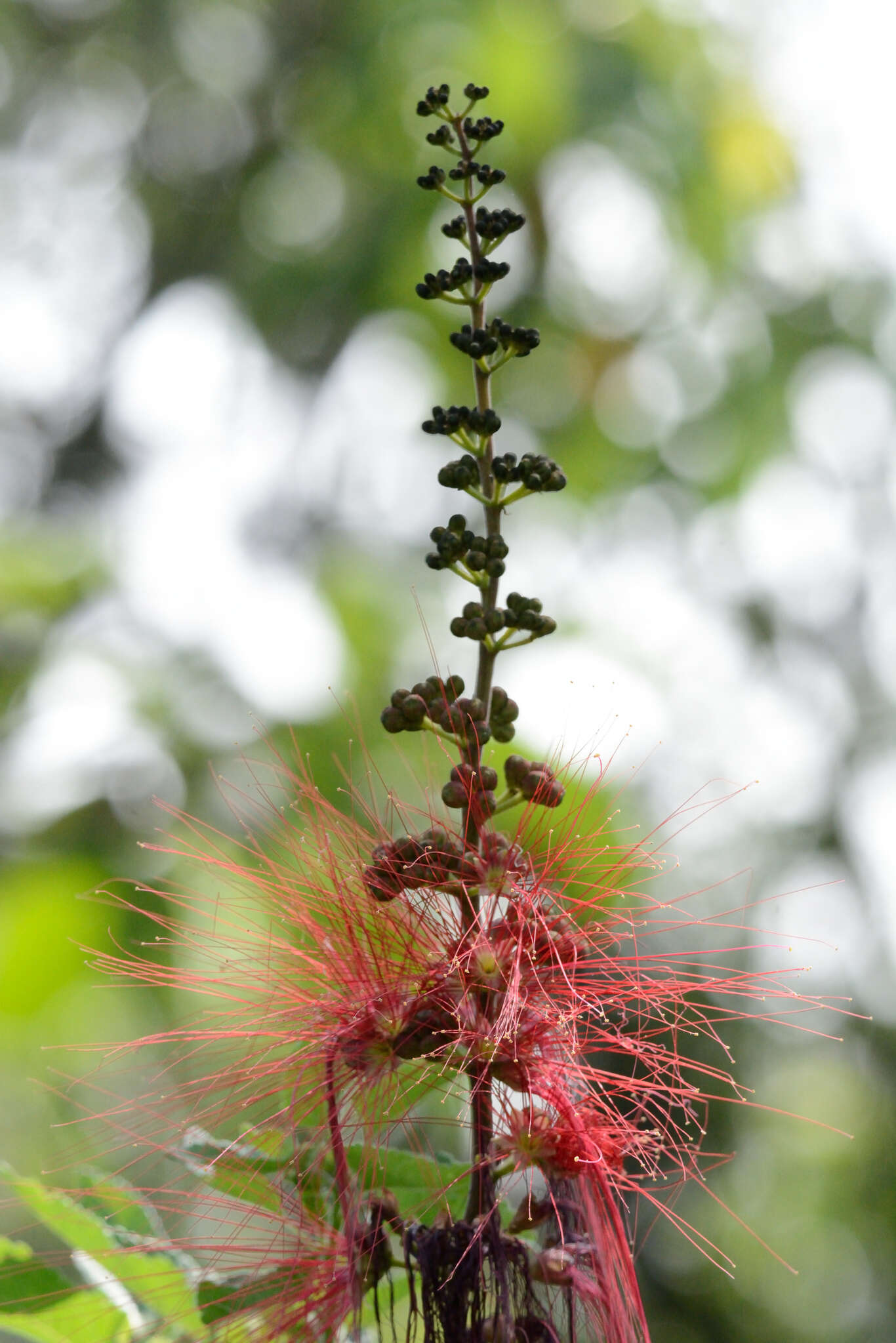 Imagem de Calliandra houstoniana var. anomala (Kunth) Barneby