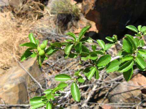 Image of Small-leaved white raisin