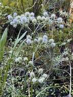 Image of rattlesnakemaster