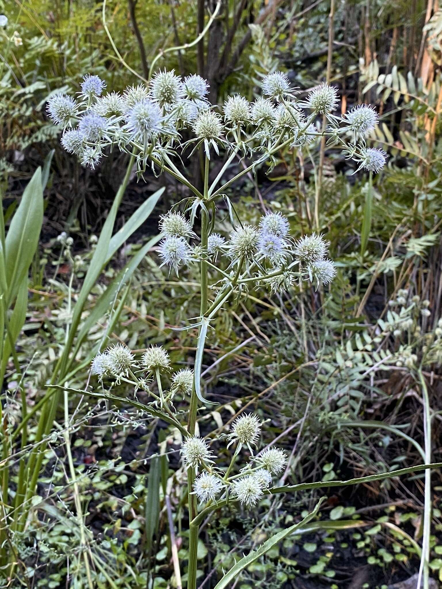 Image de Eryngium aquaticum L.