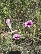 Image of bush morning-glory