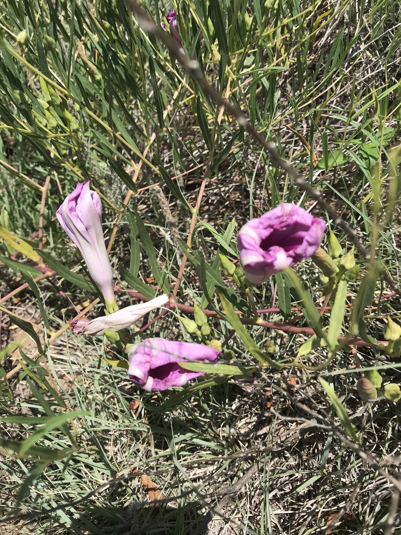 Image of bush morning-glory