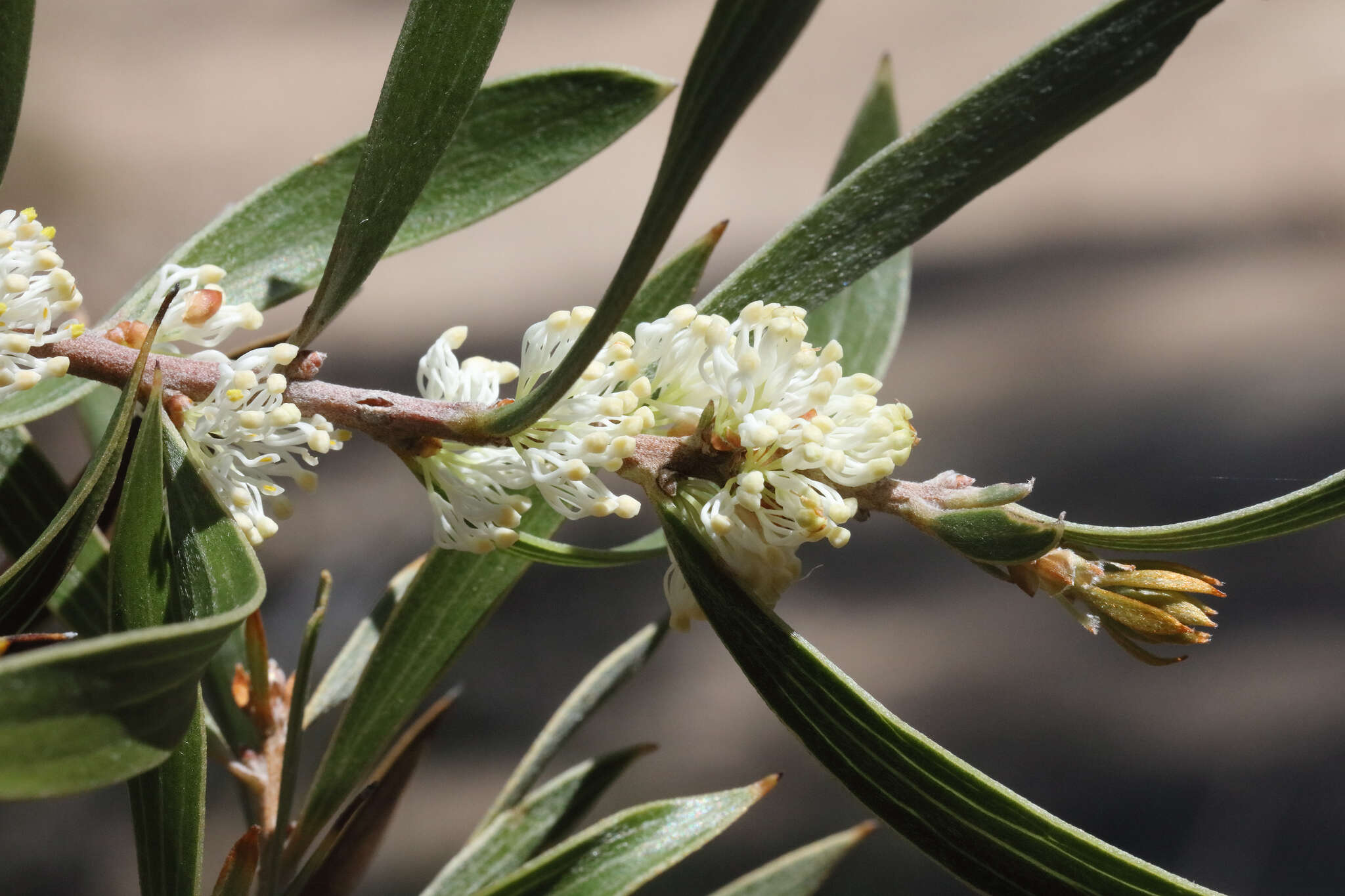 Imagem de Hakea laevipes subsp. graniticola Haegi