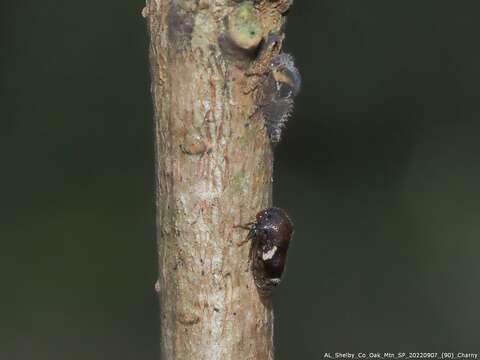 Image of Black Locust Treehopper