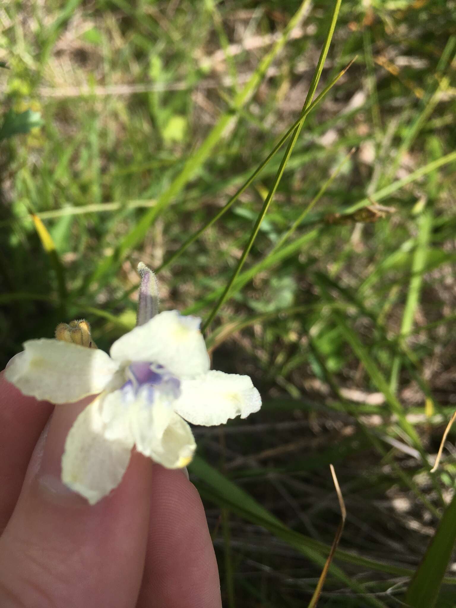 孔雀翠雀花的圖片