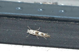 Phyllonorycter sagitella (Bjerkander 1790)的圖片