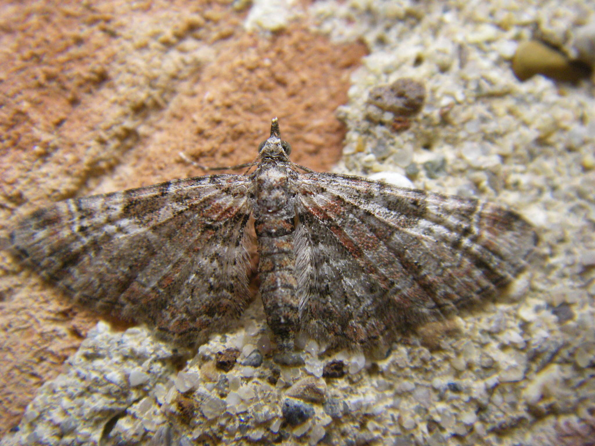 Image of double-striped pug