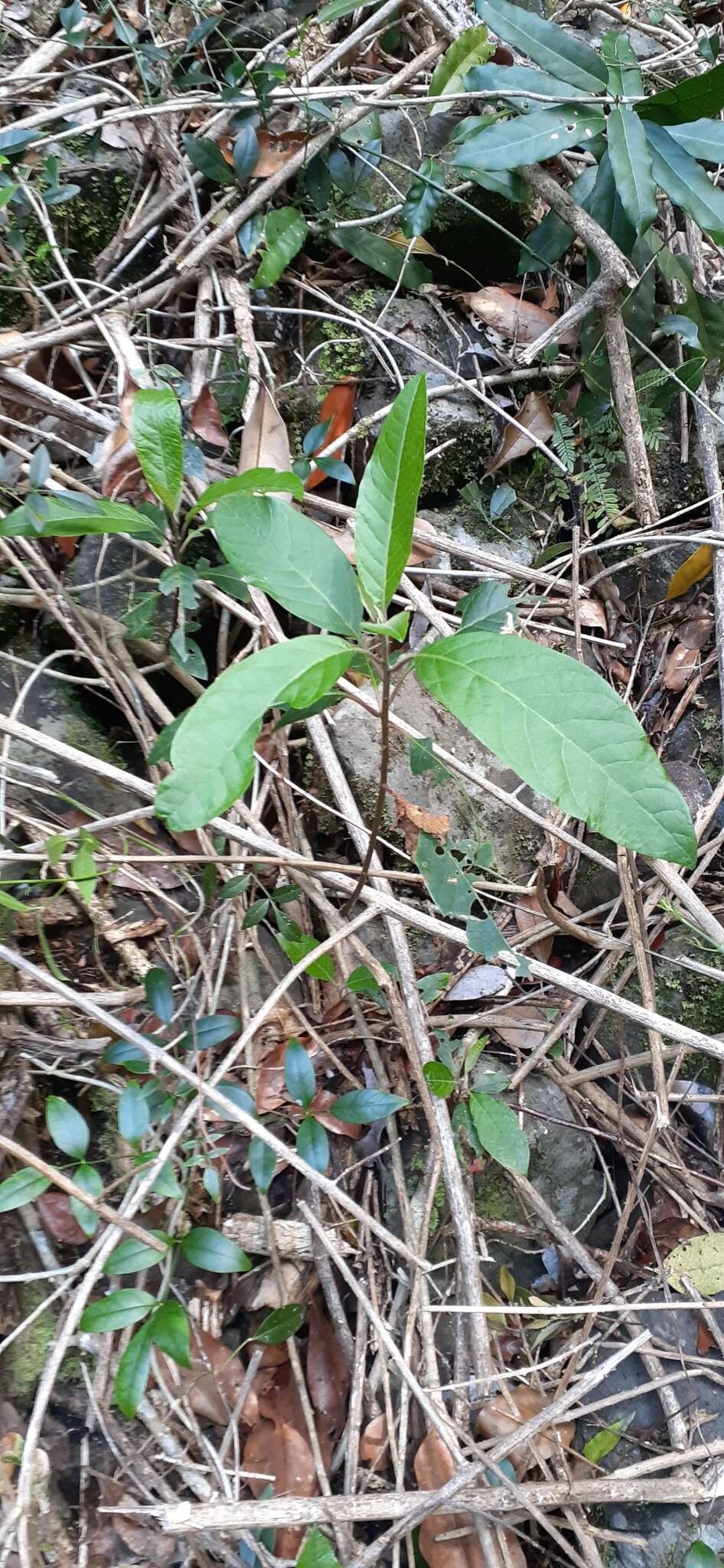 Image of Deeringia arborescens (R. Br.) Druce