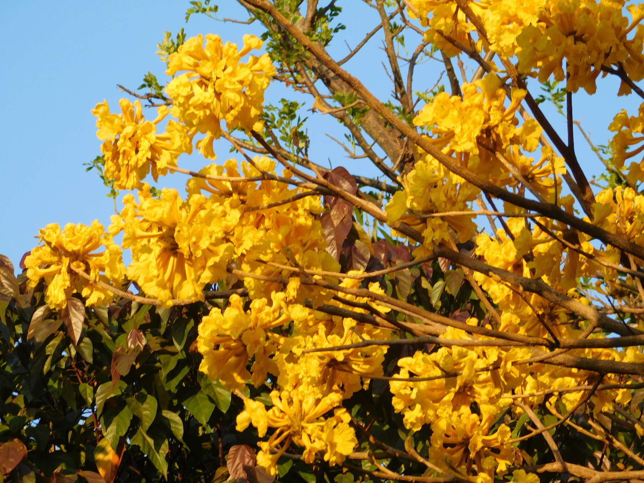 Image of Handroanthus ochraceus (Cham.) Mattos