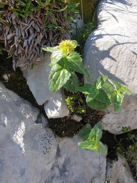 Imagem de Paederota lutea Scop.