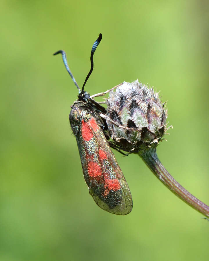 Plancia ëd Zygaena centaureae Fischer de Waldheim 1832