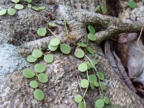 Image of Peperomia cyclophylla Miq.