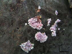 Image of Punctularia atropurpurascens (Berk. & Broome) Petch 1916