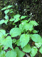 Image of Alpine enchanter’s-nightshade