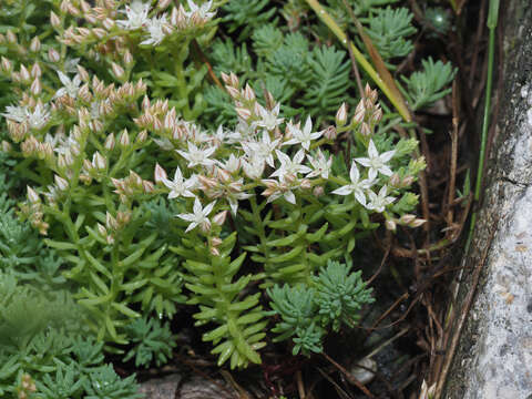 Image of Sedum pallidum Bieb.