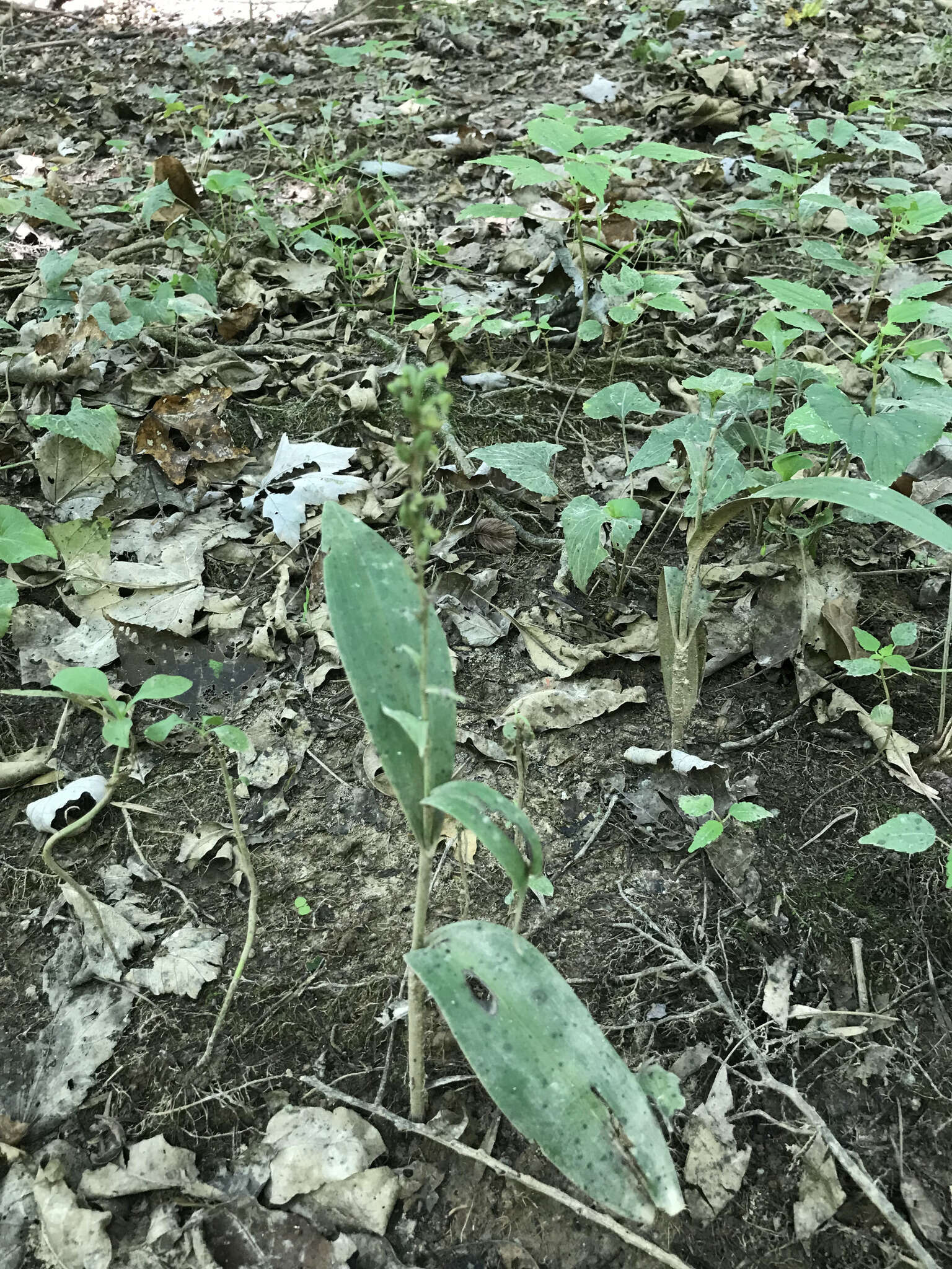 Image of palegreen orchid