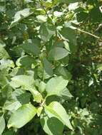 Plancia ëd Vassobia breviflora (Sendtn.) A. T. Hunziker